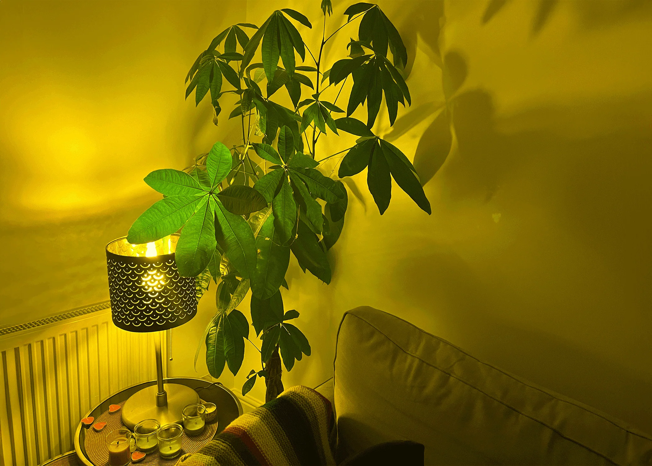 NEW - Blue Light Blocking Light Bulb - Ocubulb - Image 7